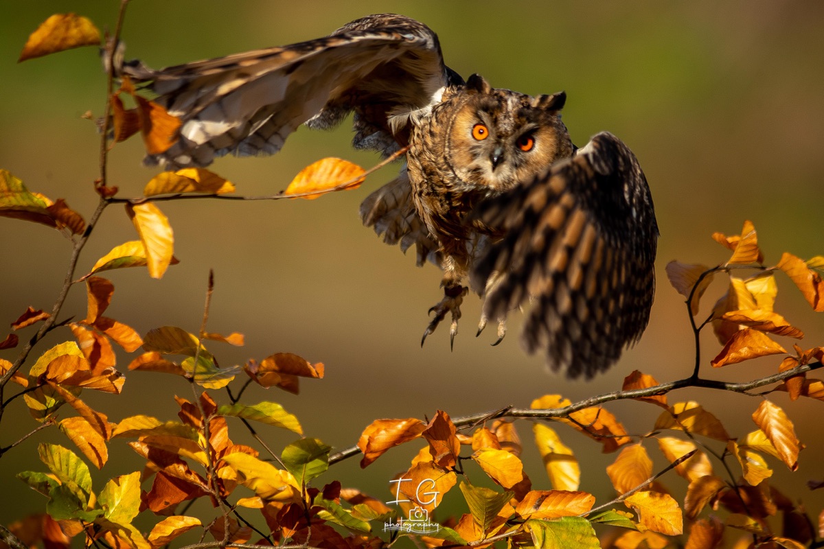 1DX43936 21 november 2021 1343 38